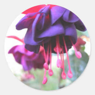 Fuschia Blume, lila und heiß rosa Runder Aufkleber
