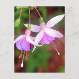 Fuschia Blume Postkarte
