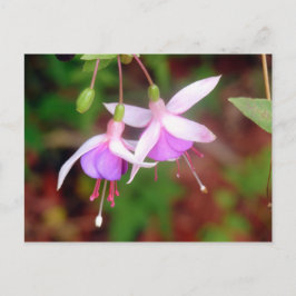 Fuschia Blume Postkarte
