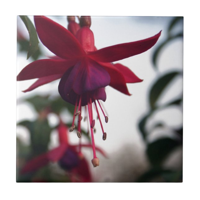 Fuschia Fliese (Vorderseite)