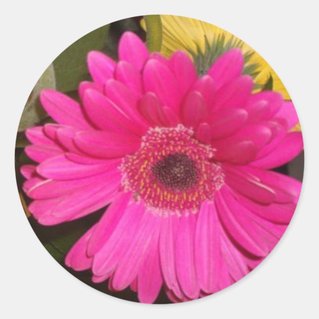 Fuschia Gerbera Daisy Sticker (Vorderseite)