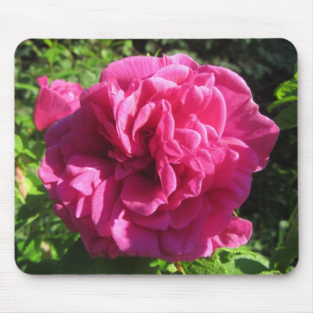 Fuscia Rugosa Rose, mehrfache Blumenblätter Mousepad (Vorne)