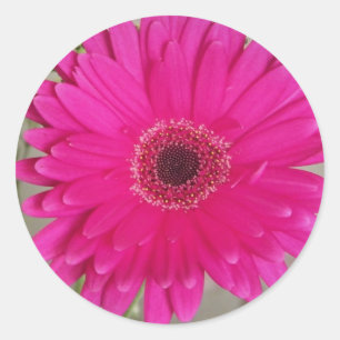 Fushia daisy Aufkleber