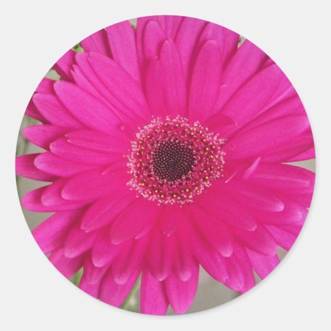 Fushia daisy Aufkleber (Vorderseite)