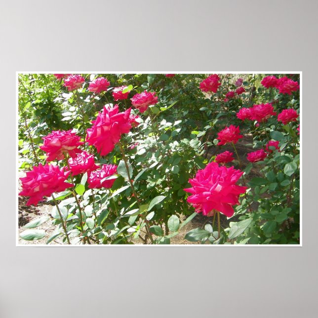 Fushia-Rose überall drucken Poster (Vorne)