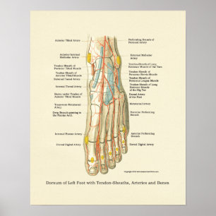 Fuß-u. Knöchel-internes Anatomie-Plakat Poster
