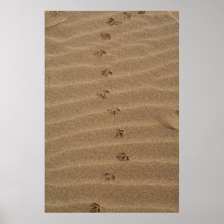 Fußabdrücke im Sand Poster