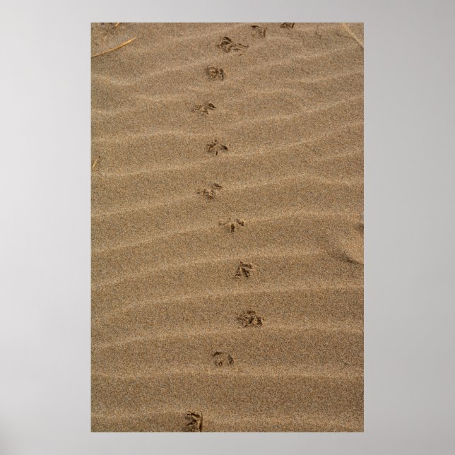 Fußabdrücke im Sand Poster (Vorne)