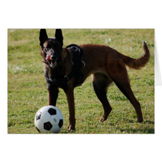 Fußball-Hund