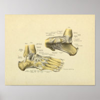 Fußknöchelanatomie Knochen drucken