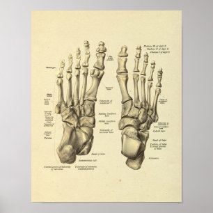 Fußknöchelanatomie Tarsal Knochen drucken Poster
