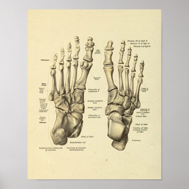 Fußknöchelanatomie Tarsal Knochen drucken Poster (Vorne)