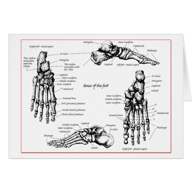 Fußknochen (Vorderseite (Horizontal))