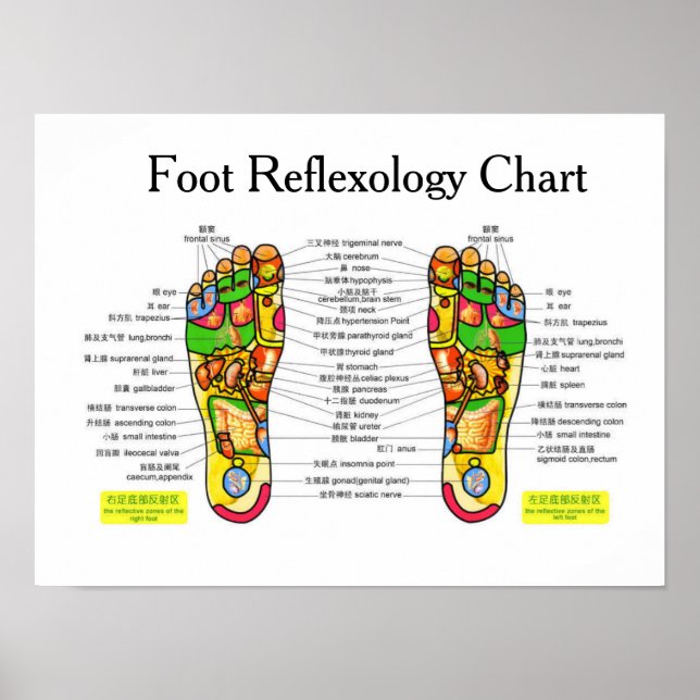 Fußreflexzonenmassage -16x12" poster (Vorne)