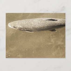 Fußstapfen Postkarte