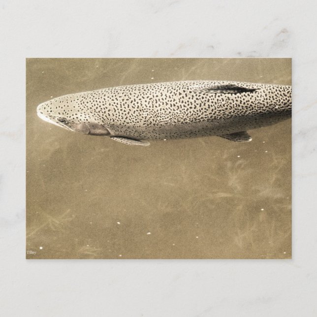 Fußstapfen Postkarte (Vorderseite)