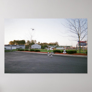 Füttern Sie nicht Seemöwen Poster