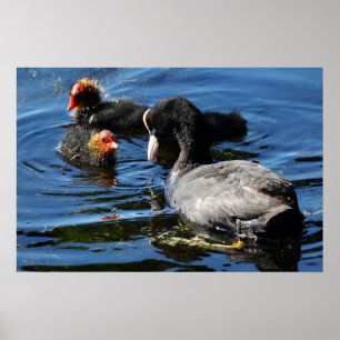 Fütternd Babys Poster