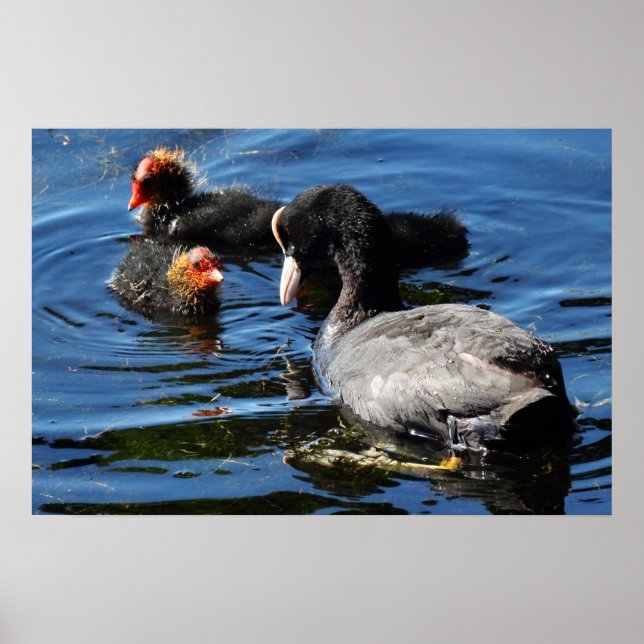 Fütternd Babys Poster (Vorne)