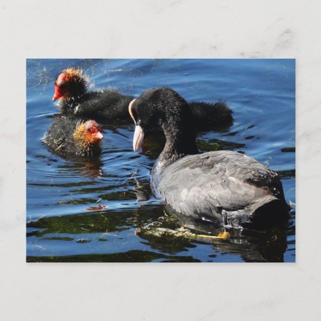 Fütternd Babys Postkarte (Vorderseite)