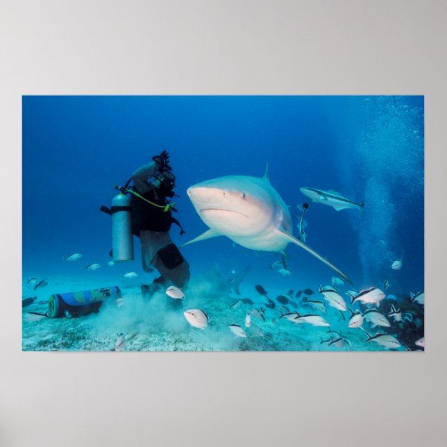 Fütternd Bulle Poster (Vorne)