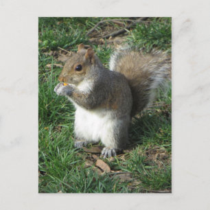 Fütternd Eichhörnchen Postkarte