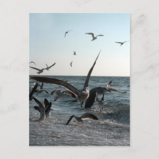 Fütternd Frenzy Postcard Postkarte