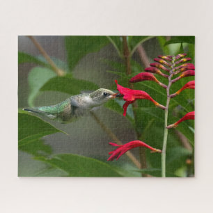 Fütternd Hummingvogel bei roter Krekosmie Puzzle