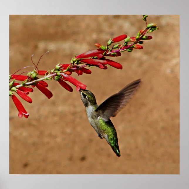 Fütternd Hummingvogel im Garten Poster (Vorne)