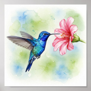 Fütternd Hummingvogel Poster