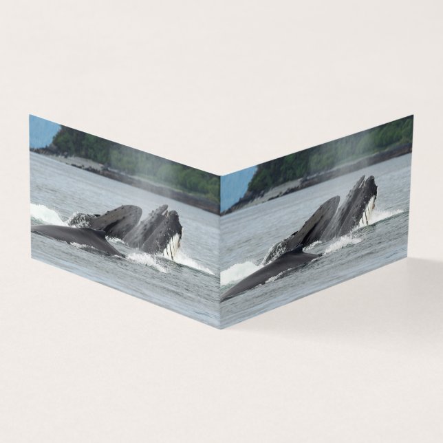 Fütternd Humpbackwale (Vorderseite)
