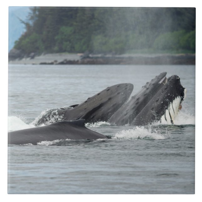 Fütternd Humpbackwale Fliese (Vorderseite)