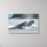 Fütternd Humpbackwale