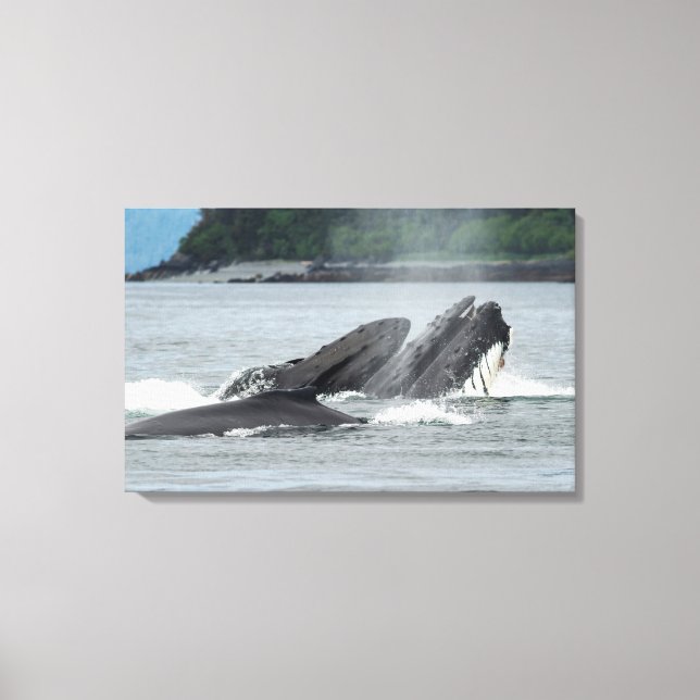 Fütternd Humpbackwale Leinwanddruck (Vorderseite)