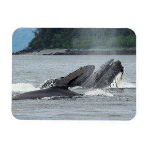 Fütternd Humpbackwale Magnet