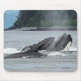 Fütternd Humpbackwale Mousepad