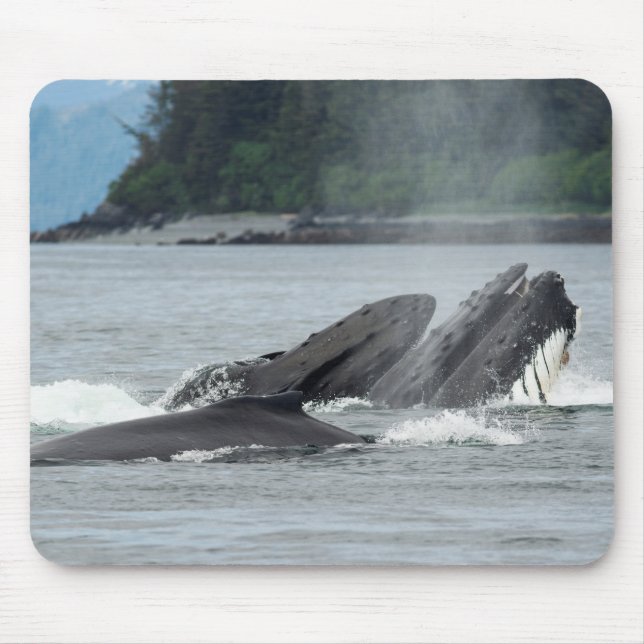 Fütternd Humpbackwale Mousepad (Vorne)
