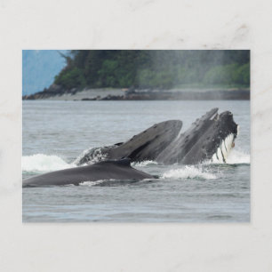 Fütternd Humpbackwale Postkarte