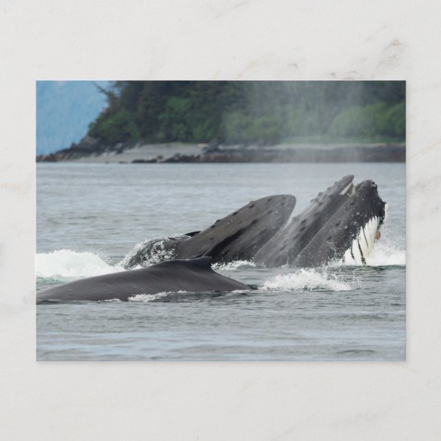 Fütternd Humpbackwale Postkarte (Vorderseite)