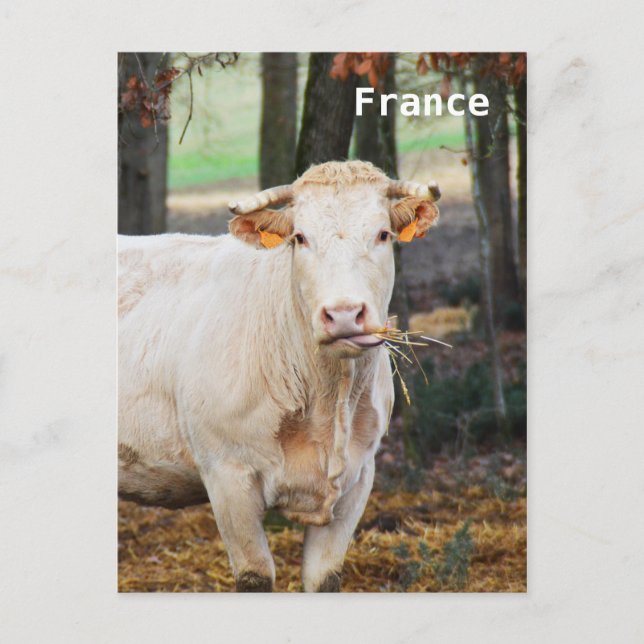 Fütternd Kuh in Frankreich Postkarte (Vorderseite)