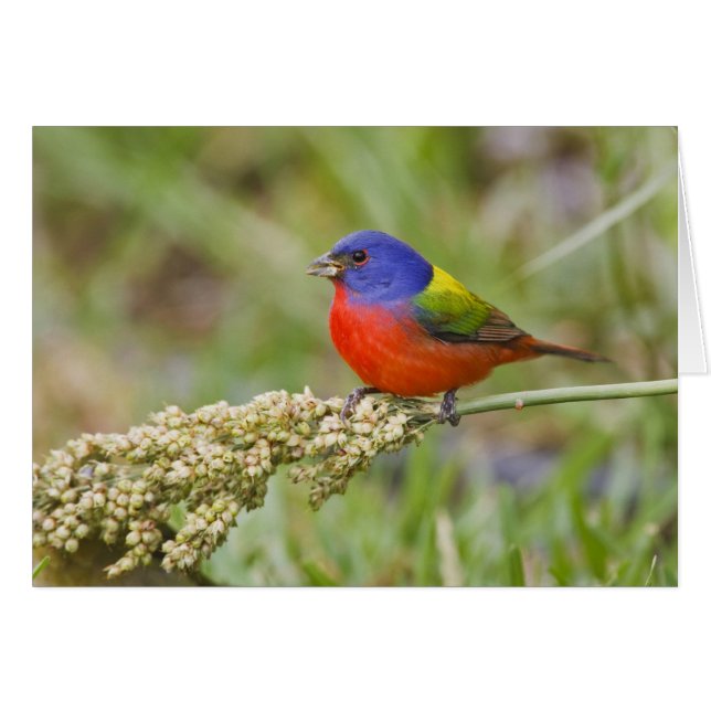 Fütternd männliches Anstrich (Passerian ciris) (Vorderseite (Horizontal))