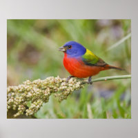 Fütternd männliches Anstrich (Passerian ciris)