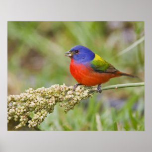 Fütternd männliches Anstrich (Passerian ciris) Poster