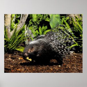 Fütternd Porcupine Poster