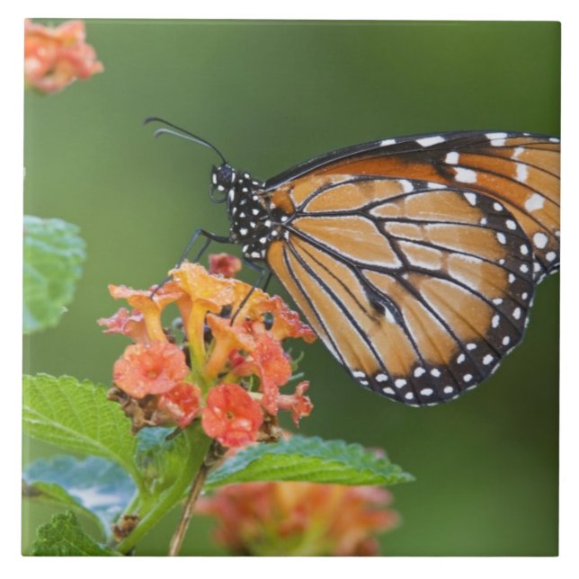 Fütternd Schmetterling (Danaus eresimus) Fliese (Vorderseite)