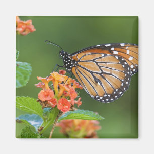 Fütternd Schmetterling (Danaus eresimus) Magnet