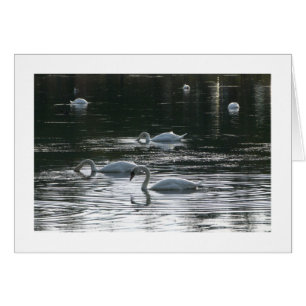 Fütternd Schwäne, Roath Park Lake, Cardiff - Grenz