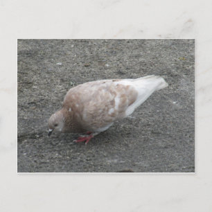 Fütternd Taube Postkarte