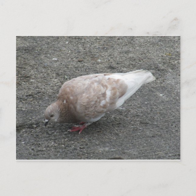 Fütternd Taube Postkarte (Vorderseite)
