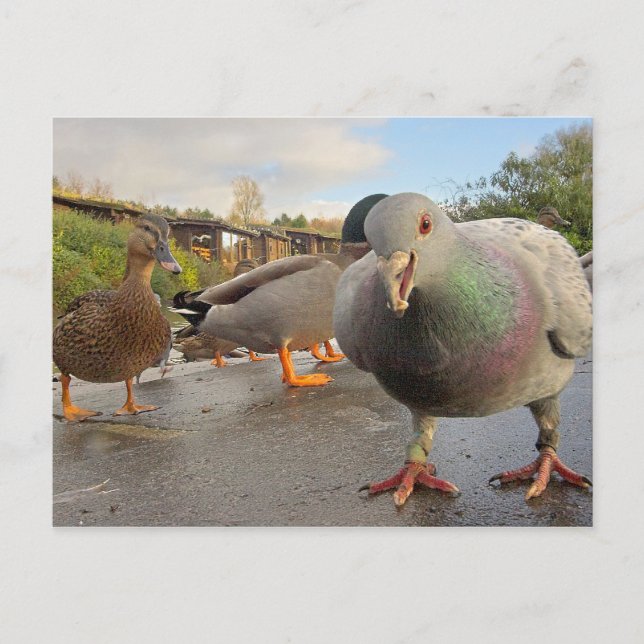 Fütternd Vögel Postkarte (Vorderseite)